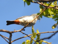 Conirostrum speciosum