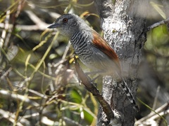 Thamnophilus torquatus