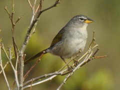 Embernagra longicauda