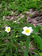 Eriocapitella vitifolia, photograph Nandita Madhu, CC BY, iNaturalist via GBIF