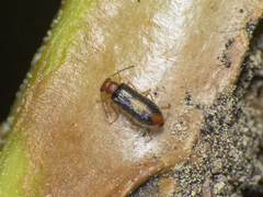 Hylodanacaea haemorrhoidalis