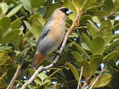 Schistochlamys ruficapillus