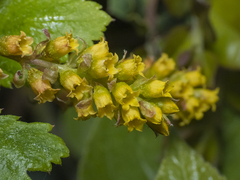 Ribes punctatum