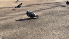 Columba livia domestica