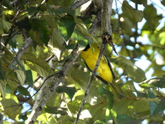 Icterus leucopteryx
