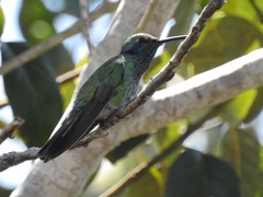 Colibri serrirostris