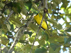 Icterus leucopteryx