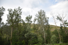 Populus