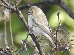 Sporophila albogularis