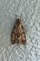 Erinnyis yucatana