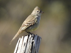 Elaenia flavogaster
