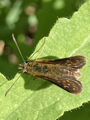 Butleria