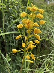 Eulophia odontoglossa