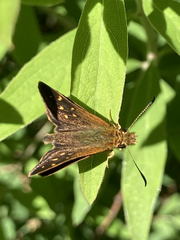 Butleria