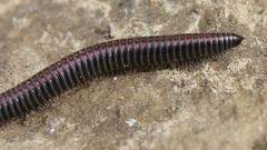 Ommatoiulus sabulosus