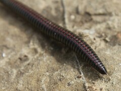 Ommatoiulus sabulosus