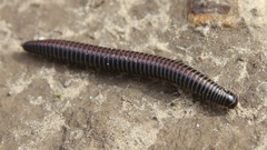 Ommatoiulus sabulosus