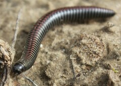 Ommatoiulus sabulosus