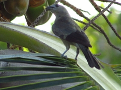 Thraupis palmarum