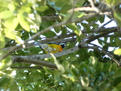 Spindalis nigricephala