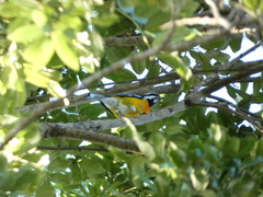 Spindalis nigricephala