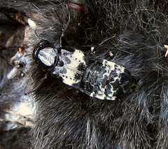 Creophilus maxillosus