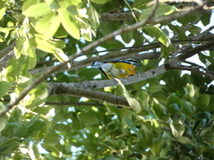 Spindalis nigricephala