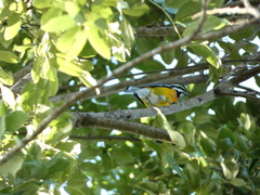 Spindalis nigricephala