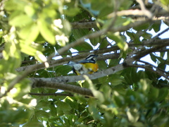 Spindalis nigricephala