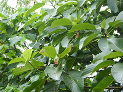 Dendrocnide meyeniana