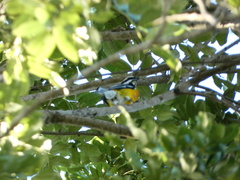 Spindalis nigricephala