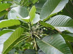 Dendrocnide meyeniana