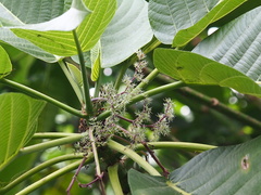 Dendrocnide meyeniana