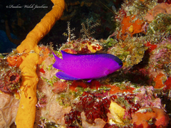 Gramma melacara