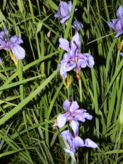 Iris sibirica