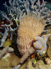 Callyspongia plicifera