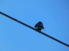 Tyrannus caudifasciatus