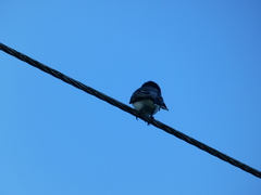 Tyrannus caudifasciatus