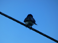 Tyrannus caudifasciatus