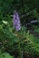 Dactylorhiza fuchsii