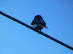 Tyrannus caudifasciatus