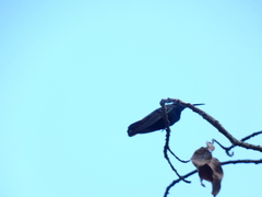 Anthracothorax mango