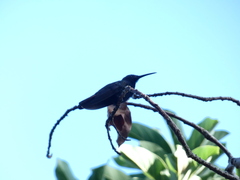 Anthracothorax mango