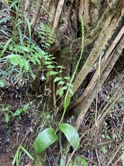 Satyrium parviflorum