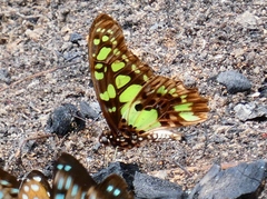 Graphium tynderaeus