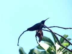 Anthracothorax mango