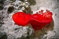 Hexabranchus sanguineus