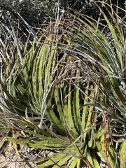 Hechtia texensis
