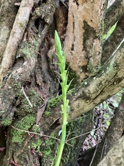 Satyrium parviflorum