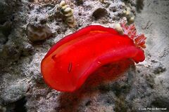 Hexabranchus sanguineus